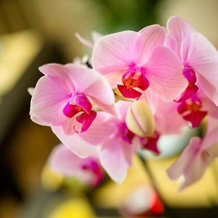 فلورنس Locanda Orchidea المظهر الخارجي الصورة