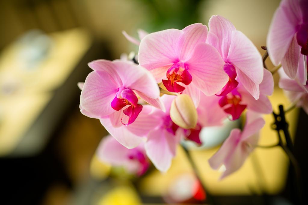 فلورنس Locanda Orchidea المظهر الخارجي الصورة